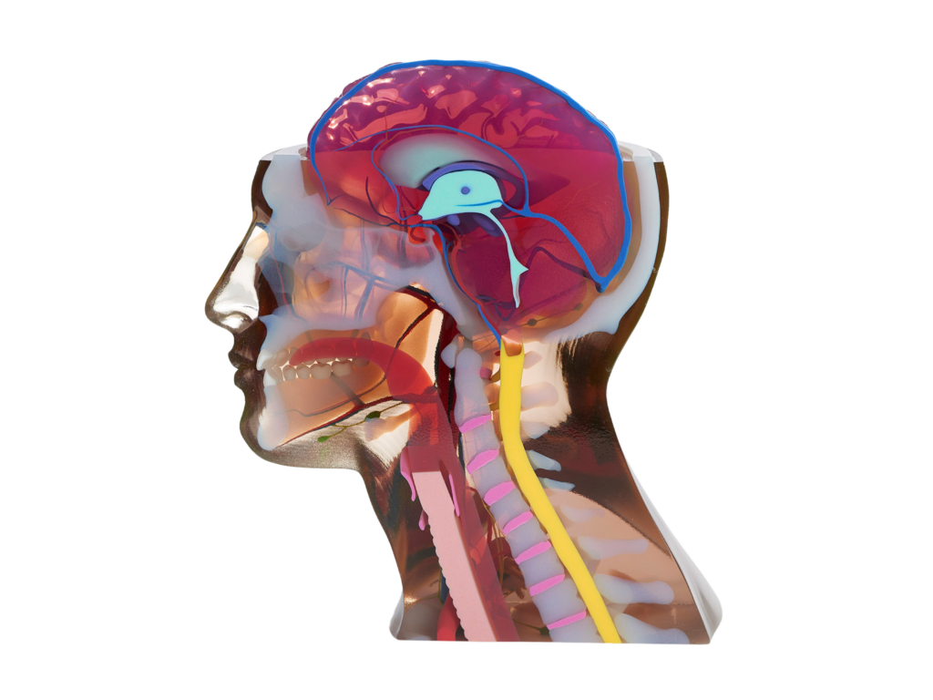 Polyjet 3D Printed Part of Human brain and anatomy