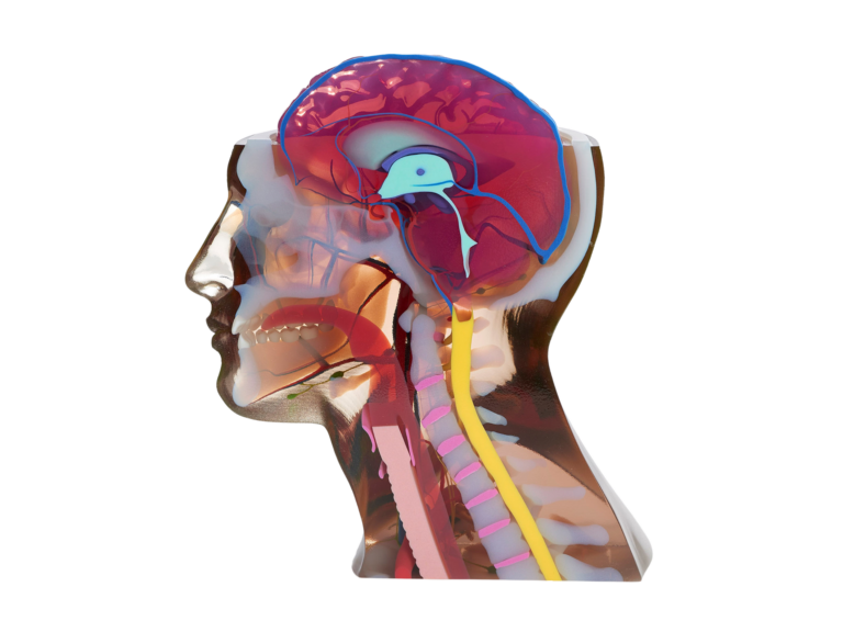 Polyjet 3D Printed Part of Human brain and anatomy
